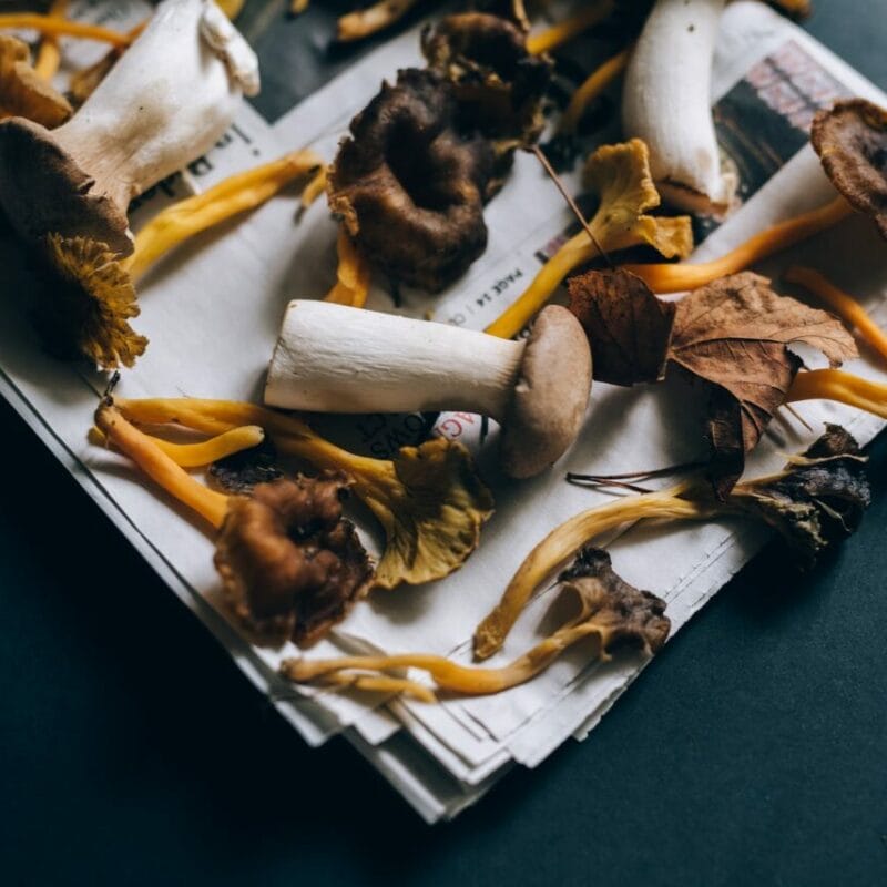 Mushroom chocolate at Zoomies Canada | Buy Mushrooms Online Canada