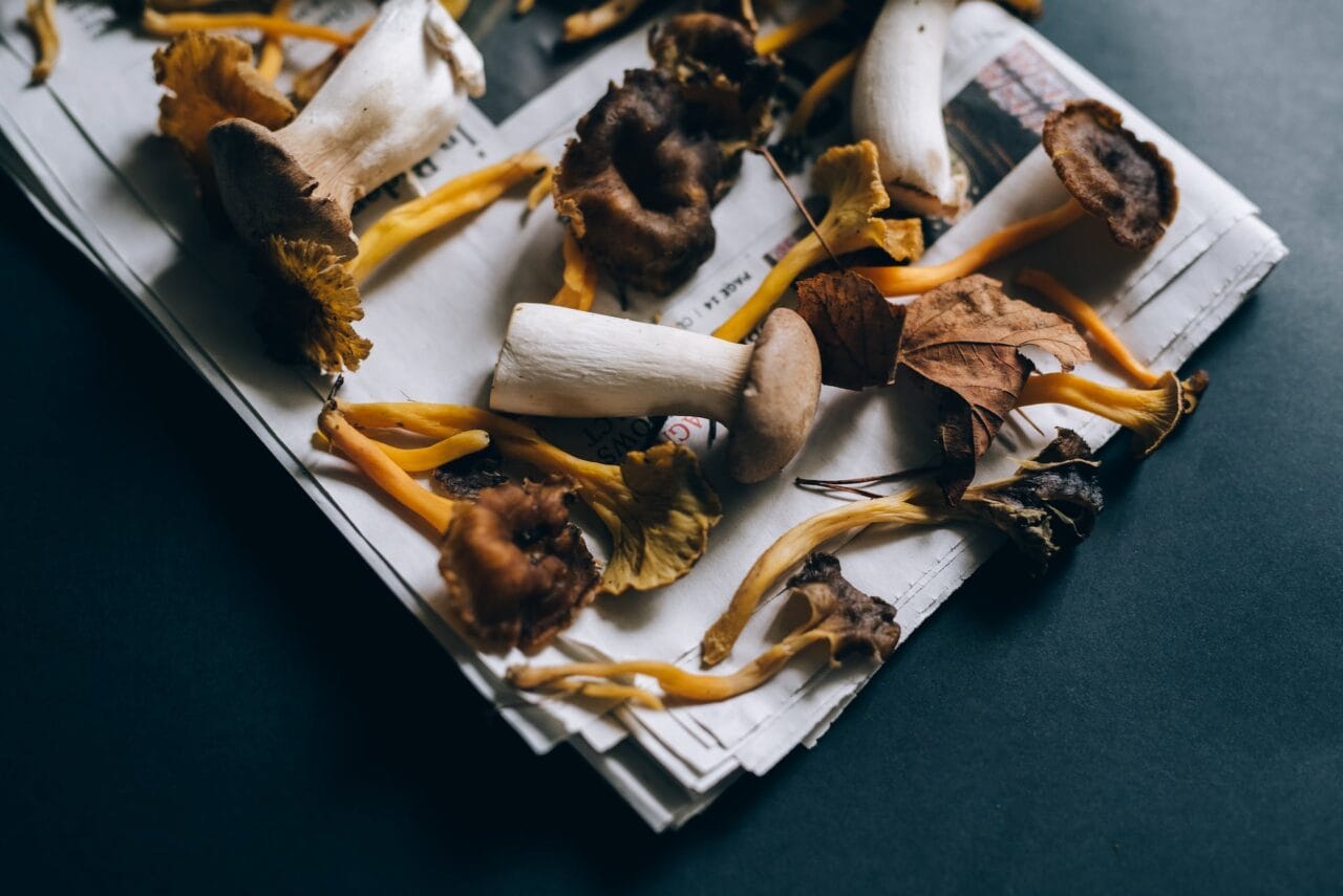 Is Combining Mushrooms and Chocolate a Good Idea?