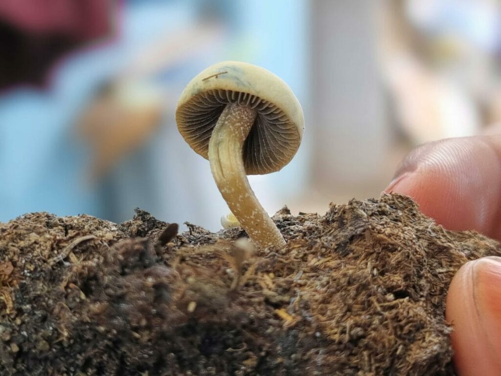 Athletes Turn to Psychedelics for Healing After Significant Injuries Magic Mushroom Dispensary