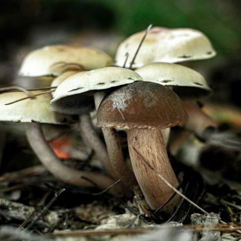 psilocybin mushroom | Buy Mushrooms Online Canada