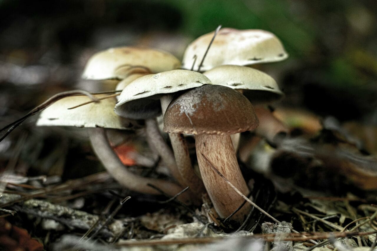 Comparing Brazilian and Costa Rican Magic Mushrooms: Which is Superior?