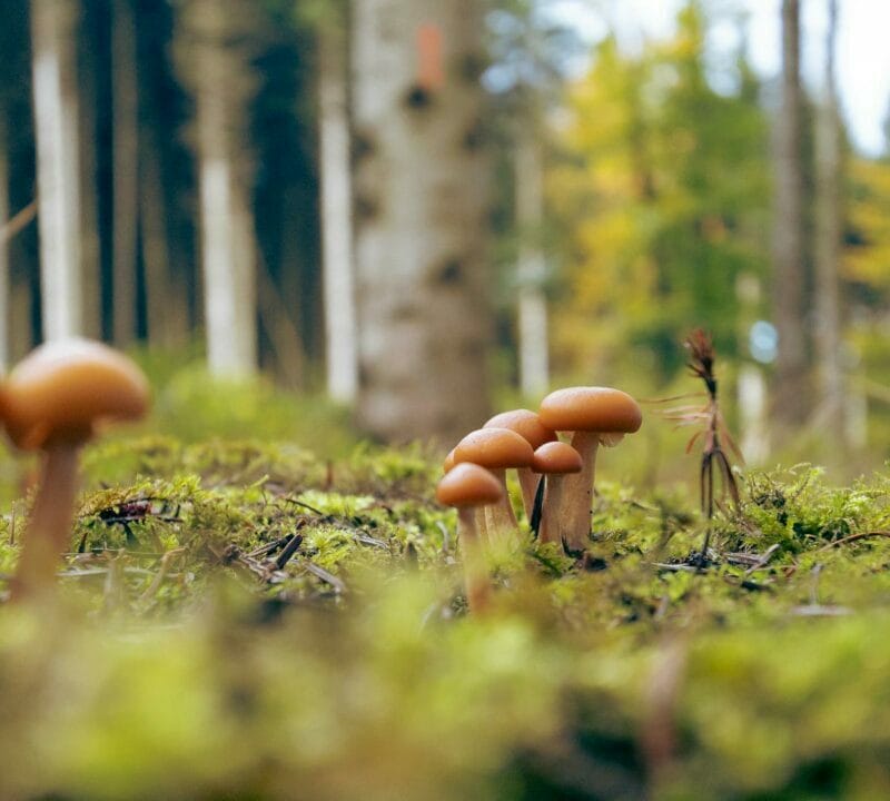 Magic Mushroom Dispensary | Buy Mushrooms Online Canada