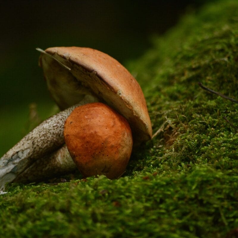 Mushroom Dispensary Vancouver | Buy Mushrooms Online Canada