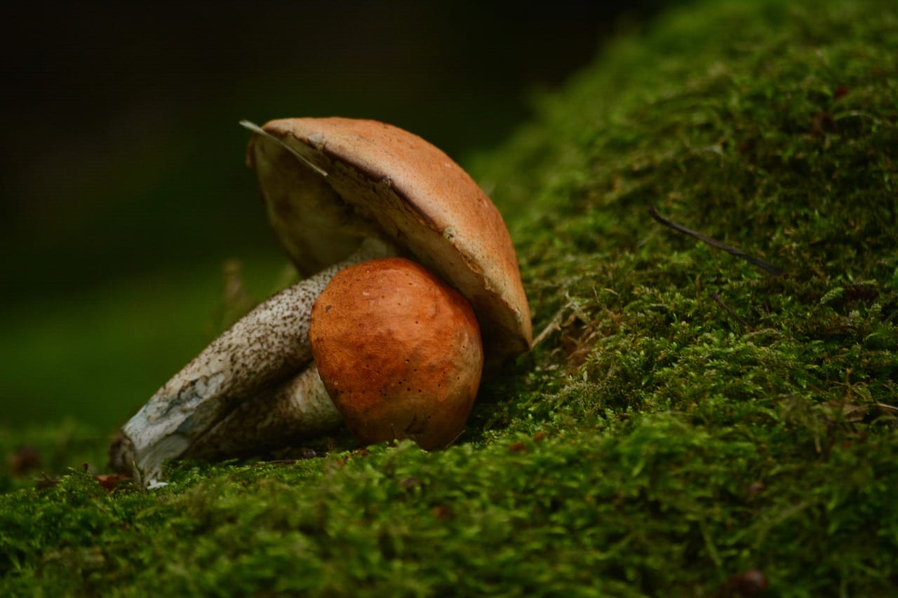Vancouver’s Mushroom Dispensary: Five Fresh Shroom Strains You Must Explore