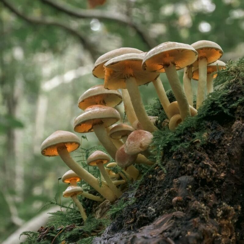 Shrooms online | Buy Mushrooms Online Canada