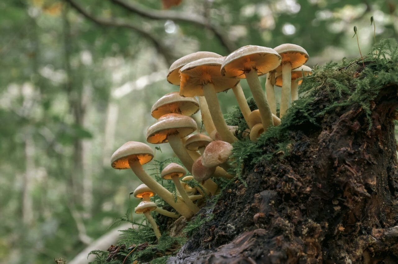 The Role of Psilocybin in Magic Mushrooms: Enhancing Sexual Performance and Satisfaction