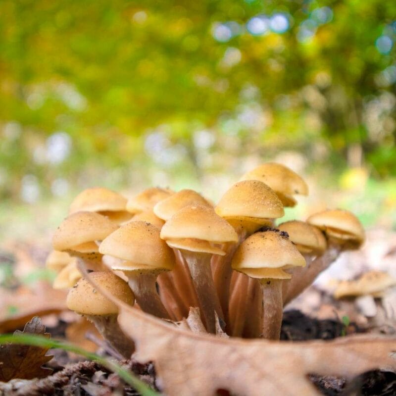 Shrooms Canada | Buy Mushrooms Online Canada