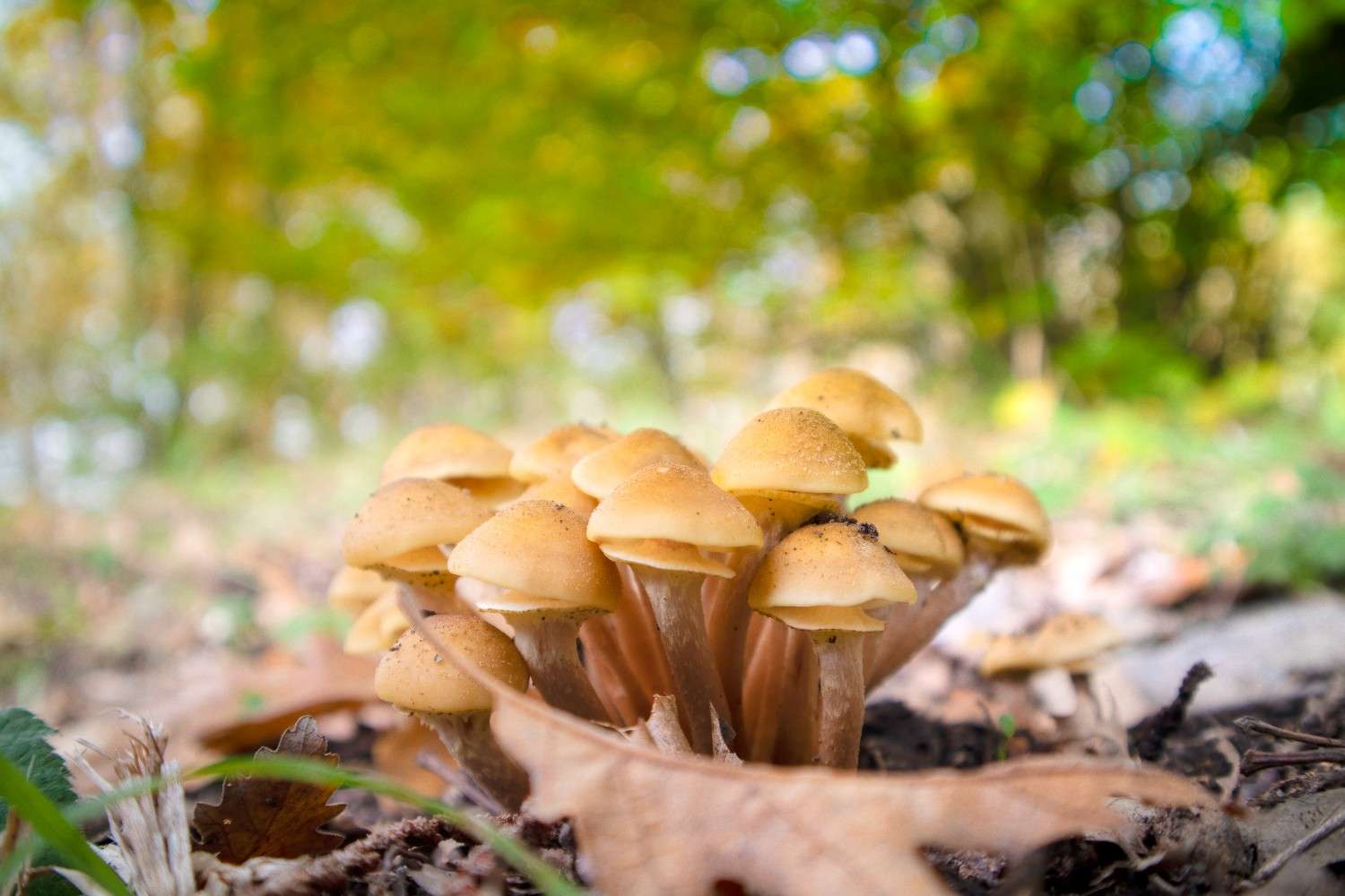 Psilocybin Mushrooms Gain Popularity Outside Canada – Microdosing Emerges as a Worldwide Trend