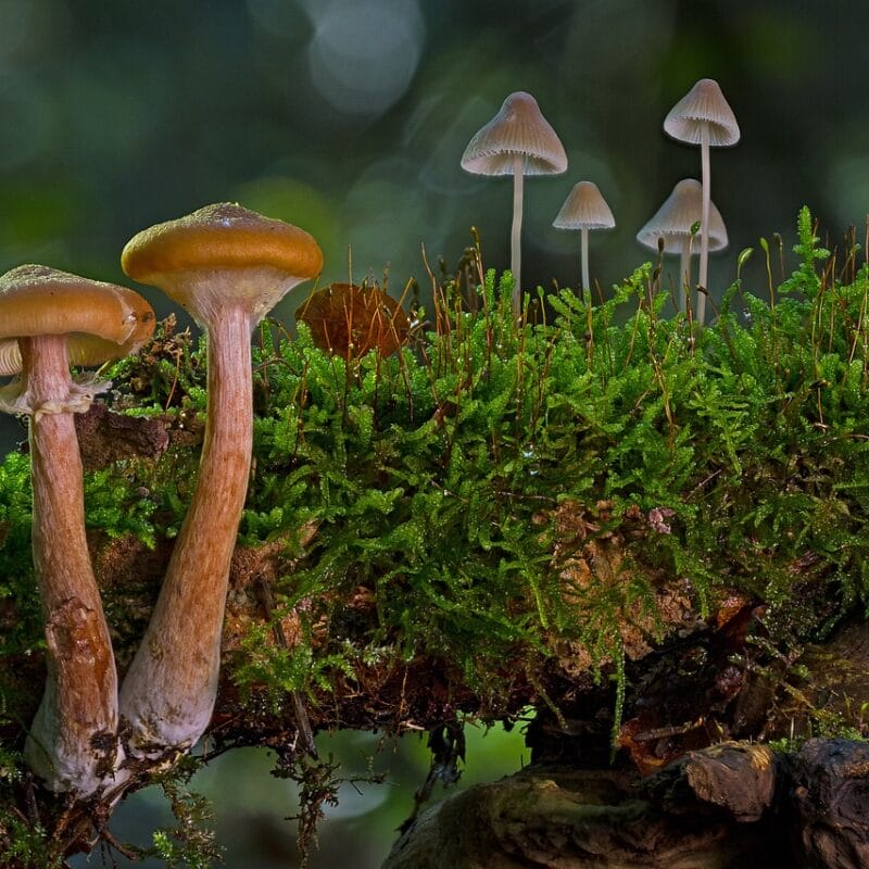 magic mushroom in Canada | Buy Mushrooms Online Canada