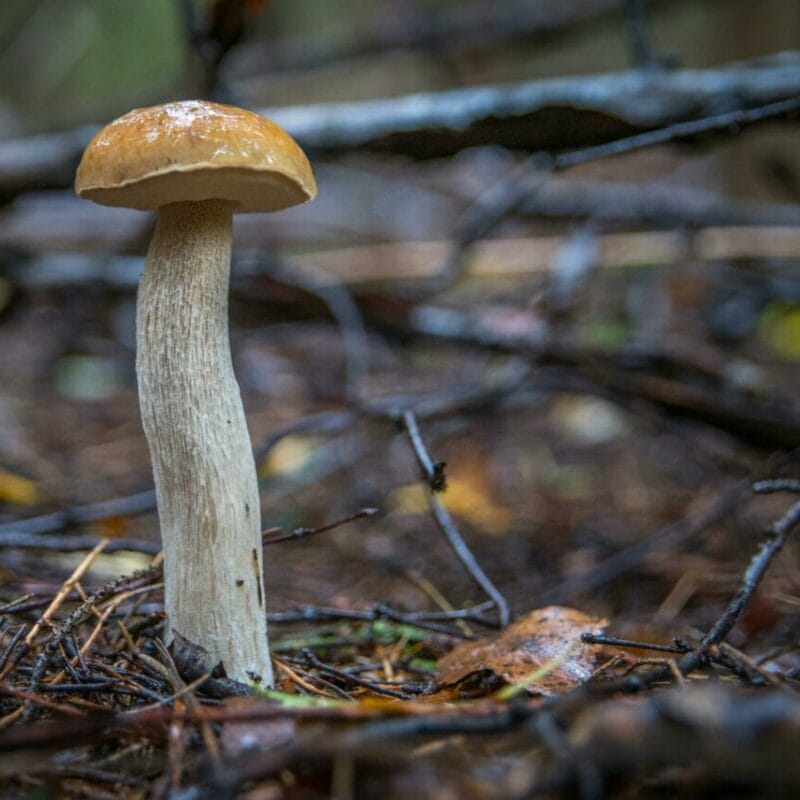 Shrooms online | Buy Mushrooms Online Canada