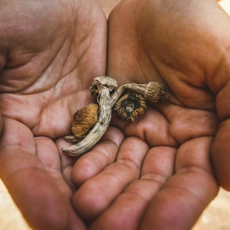 dried shrooms | Buy Mushrooms Online Canada