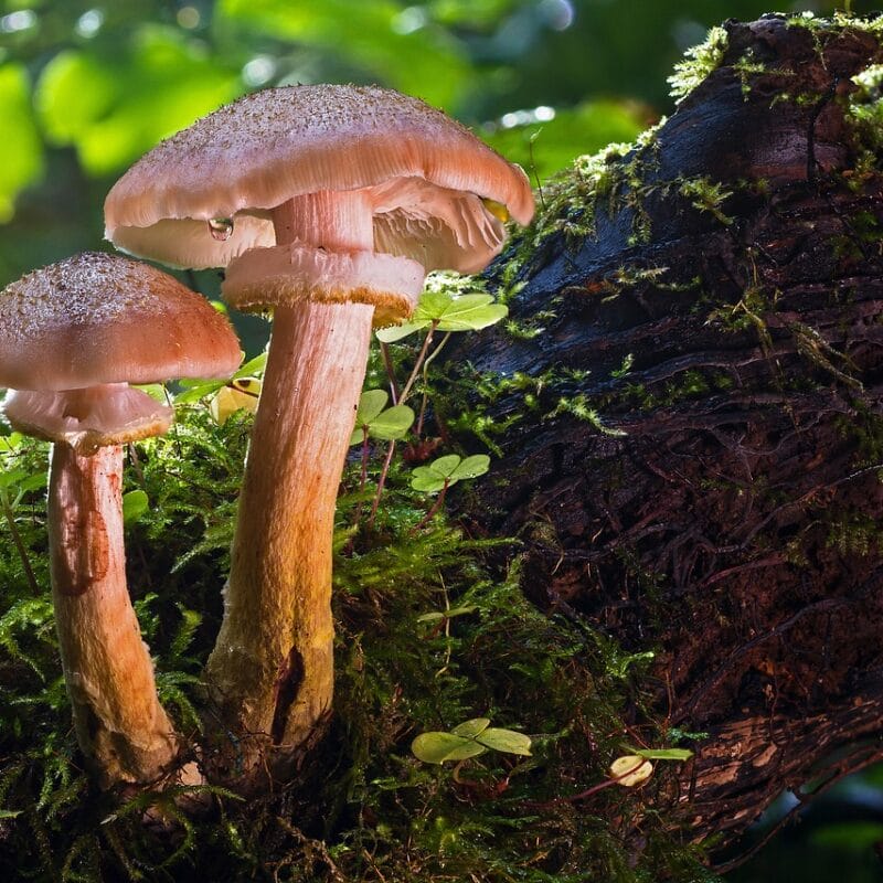 magic mushroom delivery | Buy Mushrooms Online Canada