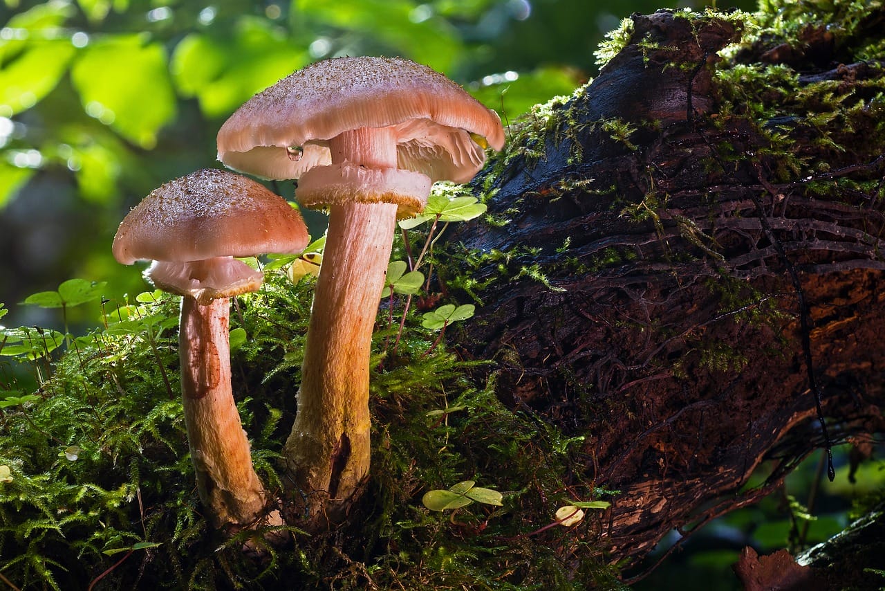 Did Psychedelic Magic Mushrooms Contribute to Our Evolution as a Species?