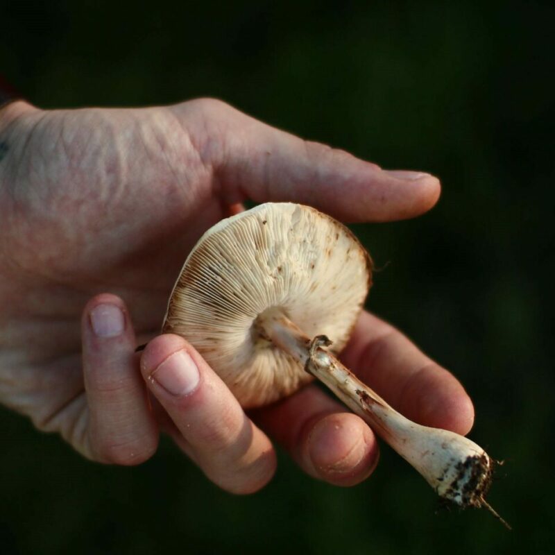 Shrooms | Buy Mushrooms Online Canada