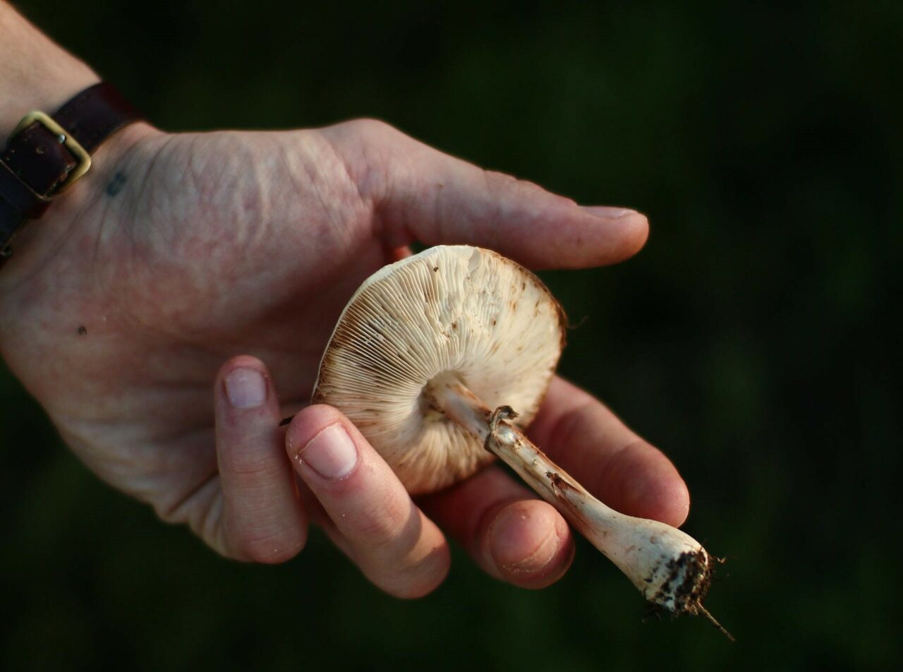 Diving into the Pharmacokinetics of Magic Mushrooms