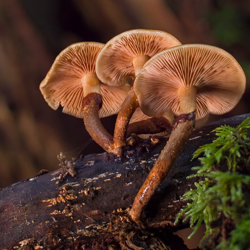 alacabenzi strain | Buy Mushrooms Online Canada