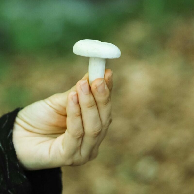 shrooms online in Canada | Buy Mushrooms Online Canada