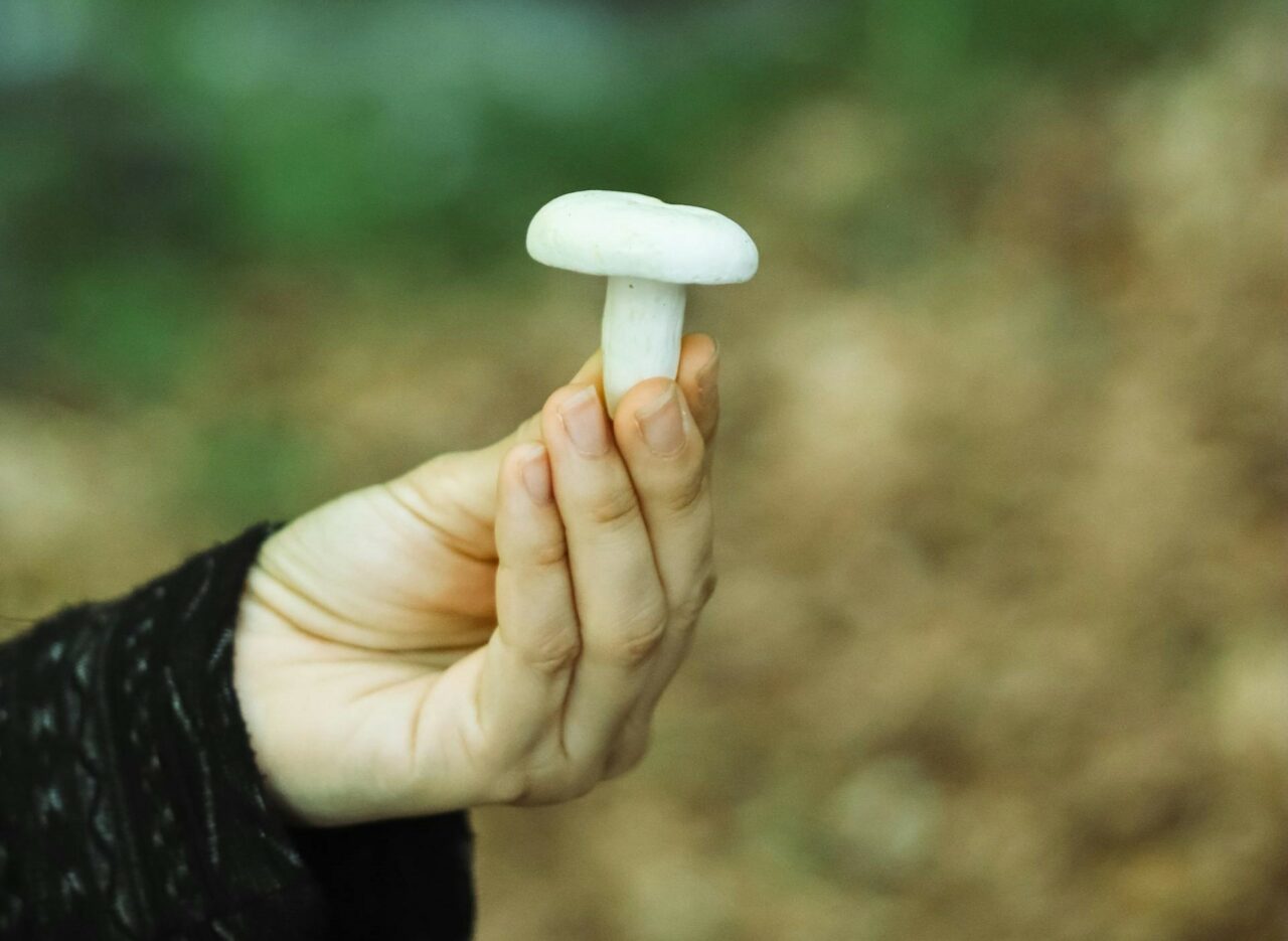 Dive into Five Mushroom Categories Tailored for Every Psychedelic Enthusiast
