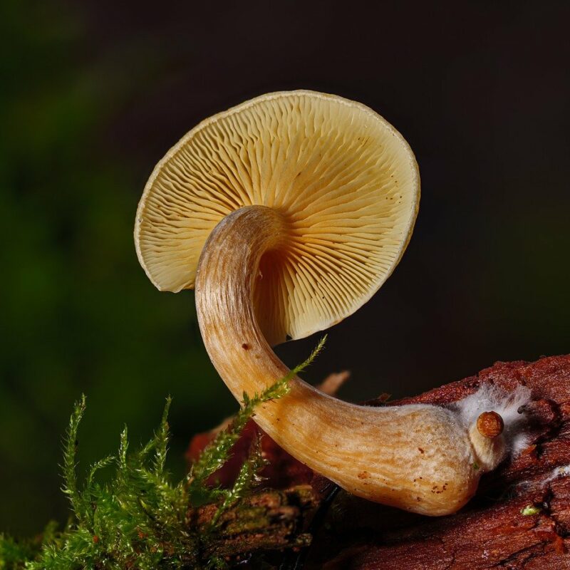 Alacabenzi Strain | Buy Mushrooms Online Canada