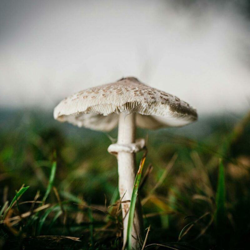White Monster | Buy Mushrooms Online Canada