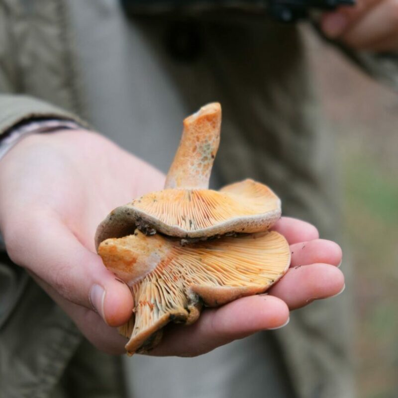 Apex Strain | Buy Mushrooms Online Canada