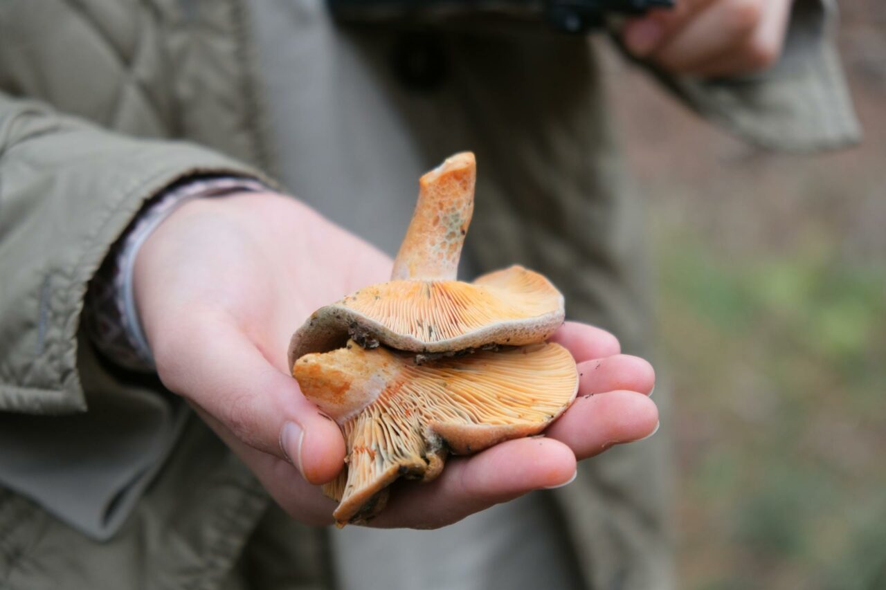 The Reasons Apex Strain Mushroom Will Always Be in My Self-Care Kit