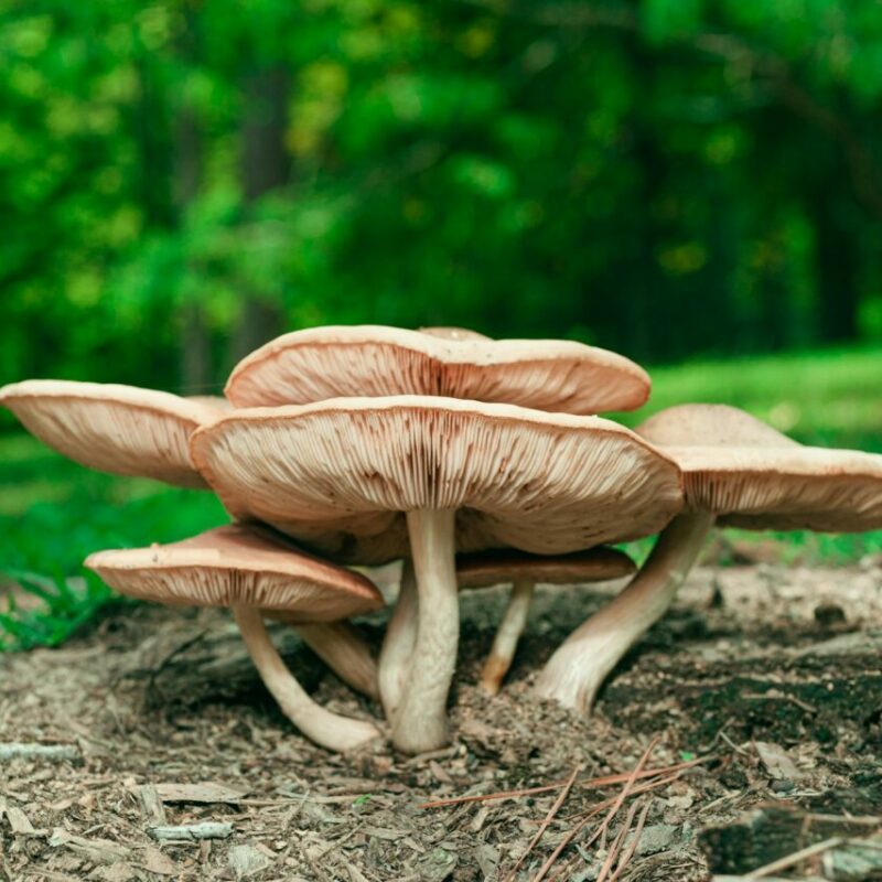 Big Daddy Mushroom | Buy Mushrooms Online Canada