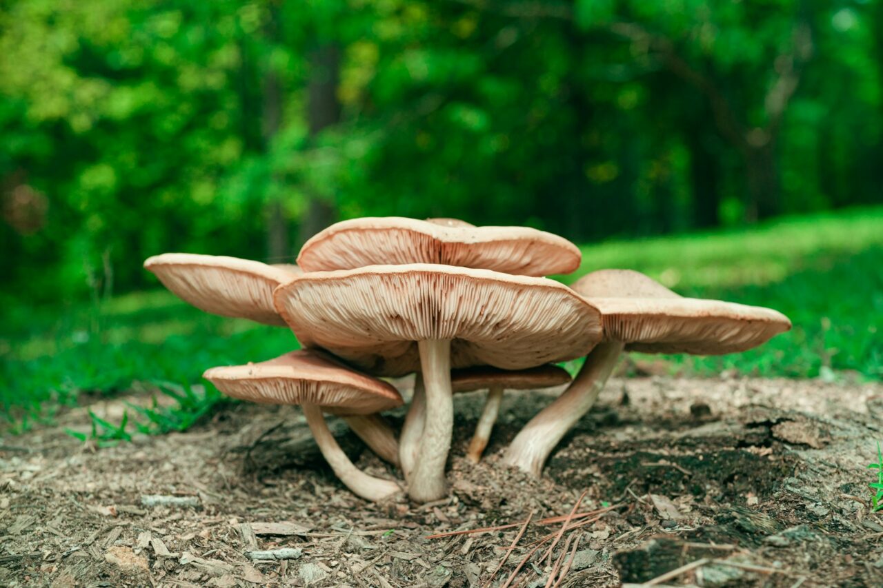 Experienced the Big Daddy Mushroom during a Hike—Undoubtedly a 10/10; Would Highly Recommend