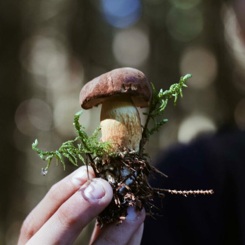 Buy Shrooms | Buy Mushrooms Online Canada