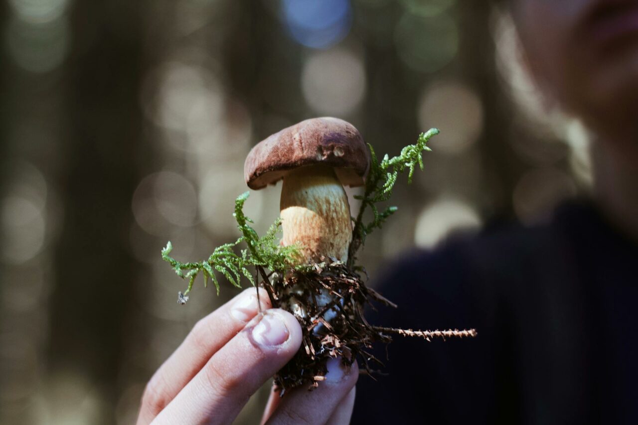 Considering Purchasing Psychedelic Mushrooms Online? One Retiree Wishes He Had Tried Psilocybin 45 Years Earlier