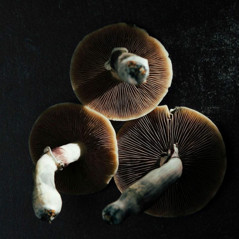 Magic Mushroom Canada | Buy Mushrooms Online Canada