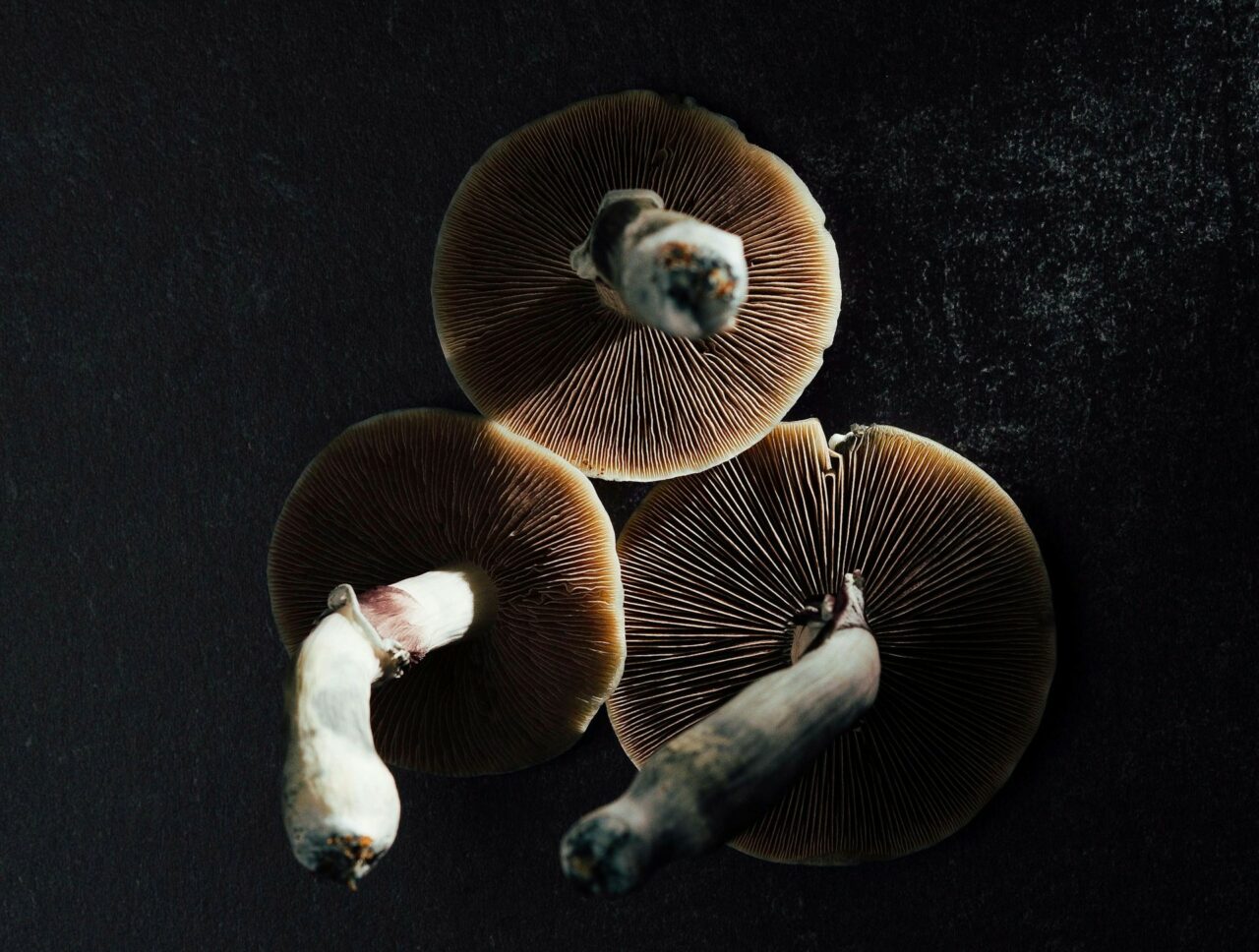 Canada’s Magic Mushroom – Specialists Discuss Why Natural Psilocybin Has a More Intense Effect Than Synthetic Varieties