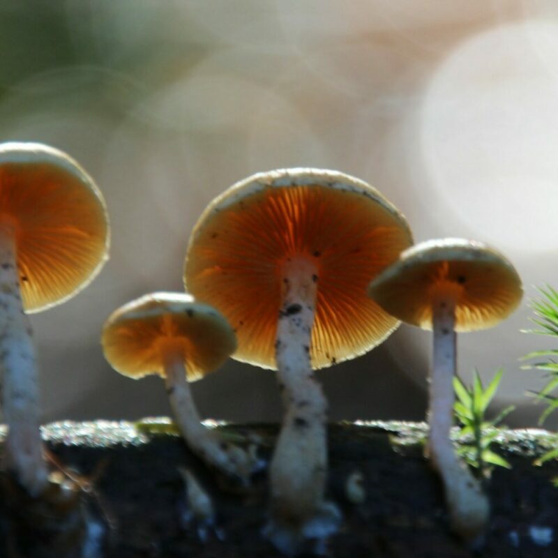 Magic Mushroom Delivery | Buy Mushrooms Online Canada