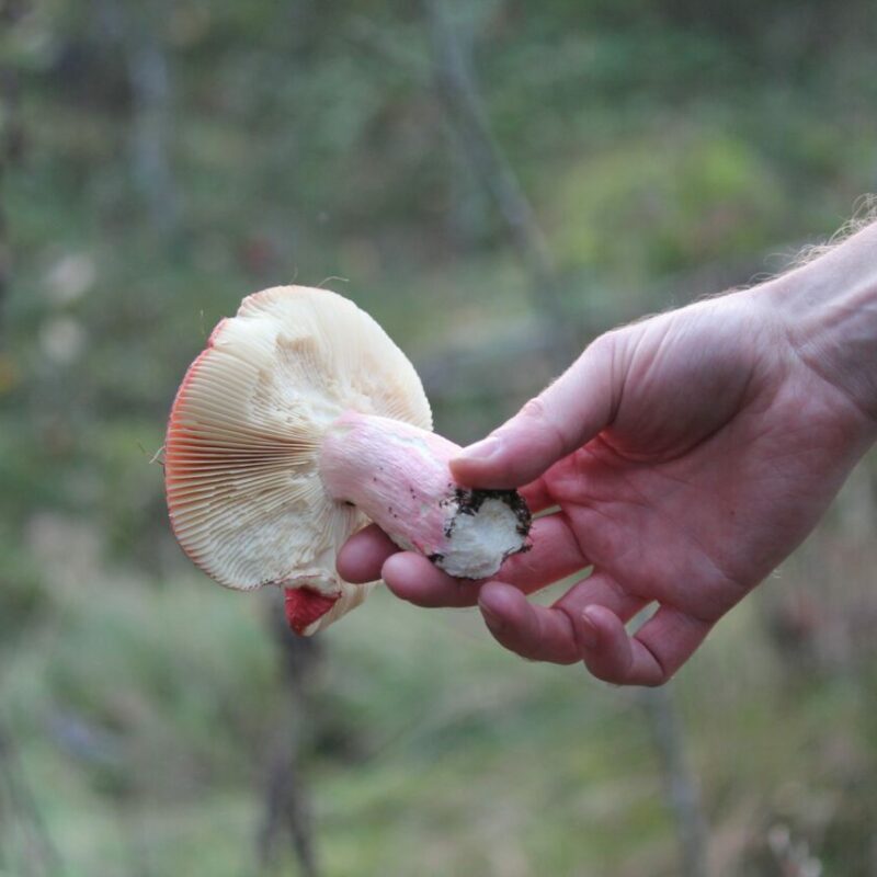 Magic Mushroom Delivery | Buy Mushrooms Online Canada
