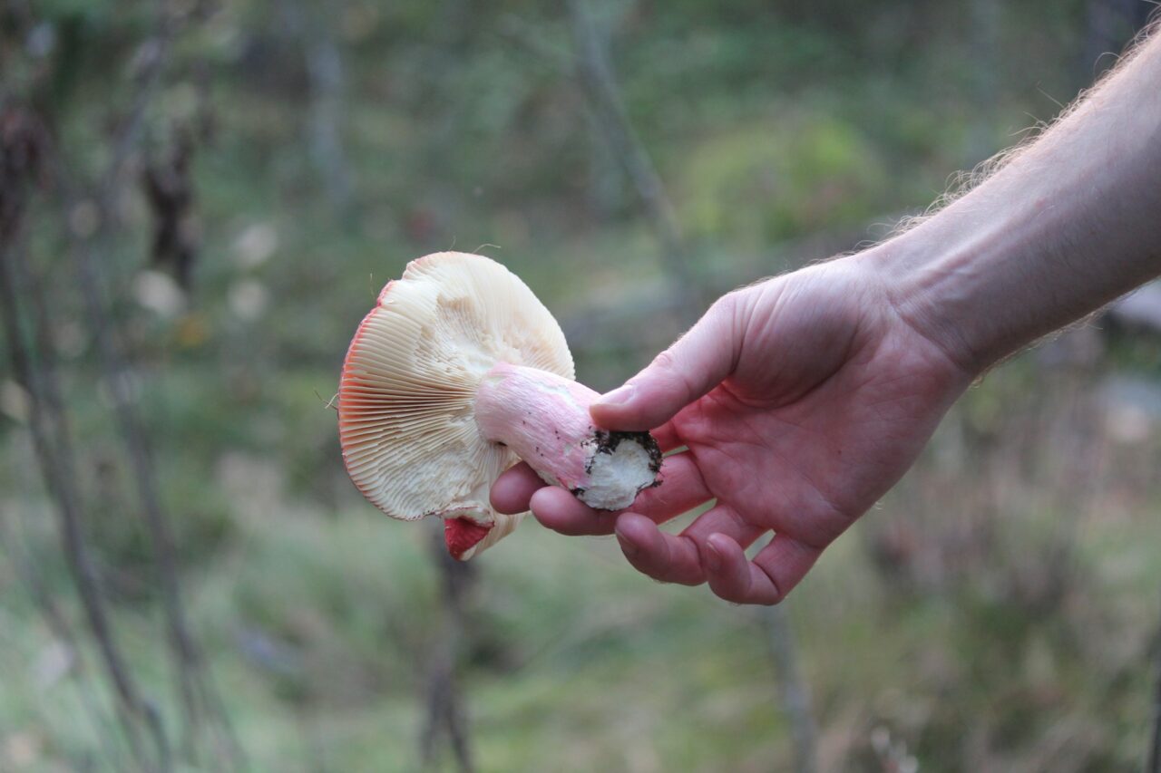 Magic Mushroom Delivery Aids in Recovery of Paralyzed Mountain Athletes
