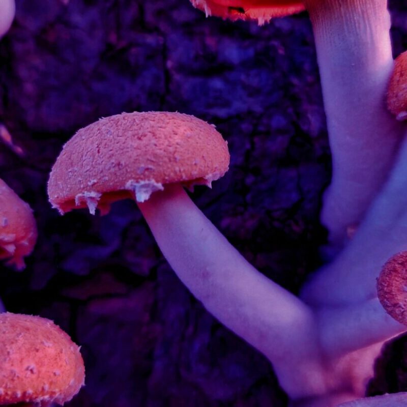 Mushroom Dispensary | Buy Mushrooms Online Canada