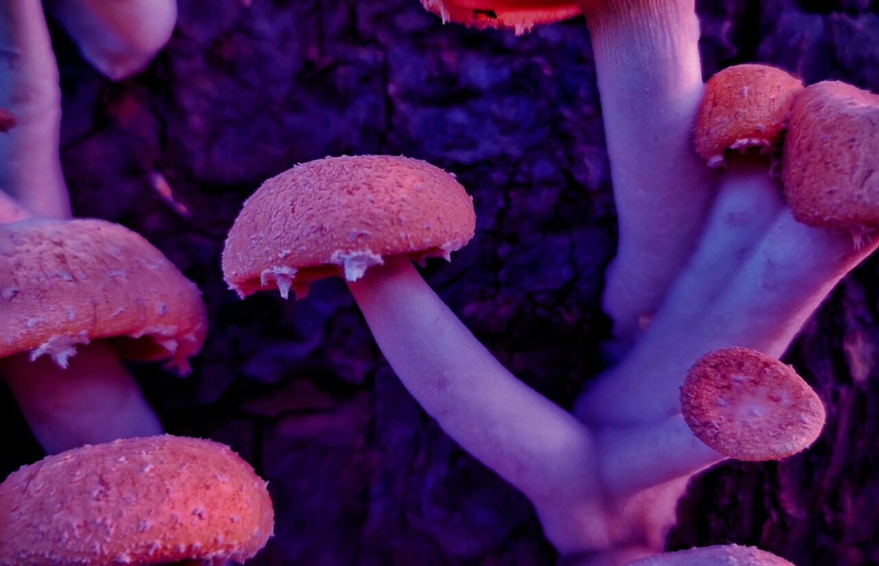 How Psilocybin Obtained from a Mushroom Dispensary Could Aid in Reshaping Minds Burdened by HIV-Related Shame