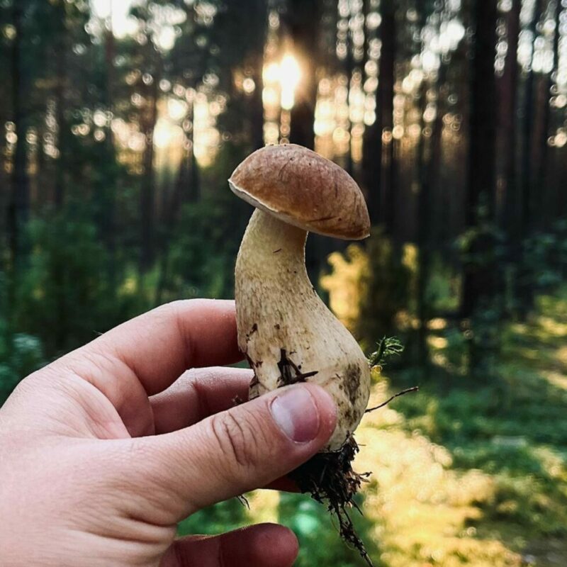 Shrooms Delivery Canada | Buy Mushrooms Online Canada