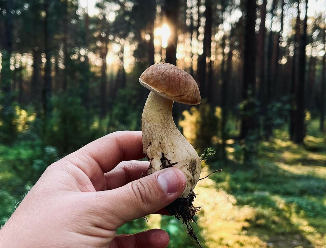 Is Psilocybin Superior to Escitalopram/Esketamine? Discover the Answer with ShroomsDeliveryCanada