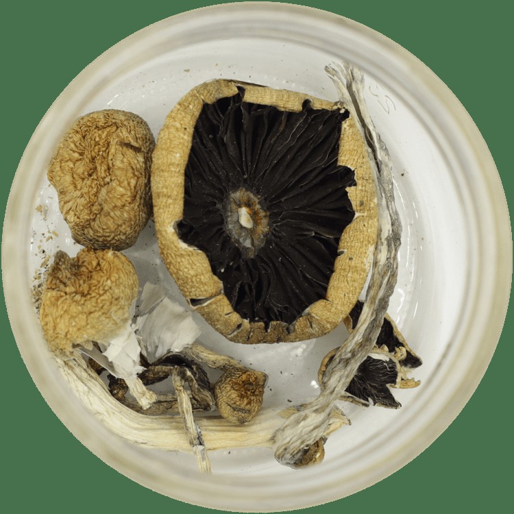  | Buy Mushrooms Online Canada
