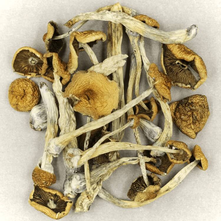 Specialists are Implementing Innovative Techniques to Determine the Potency of Psilocybe Mexicana and Other Varieties for More Secure Medicinal Application