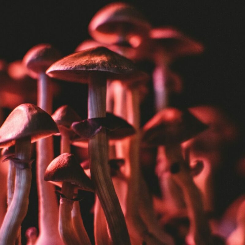 | Buy Mushrooms Online Canada