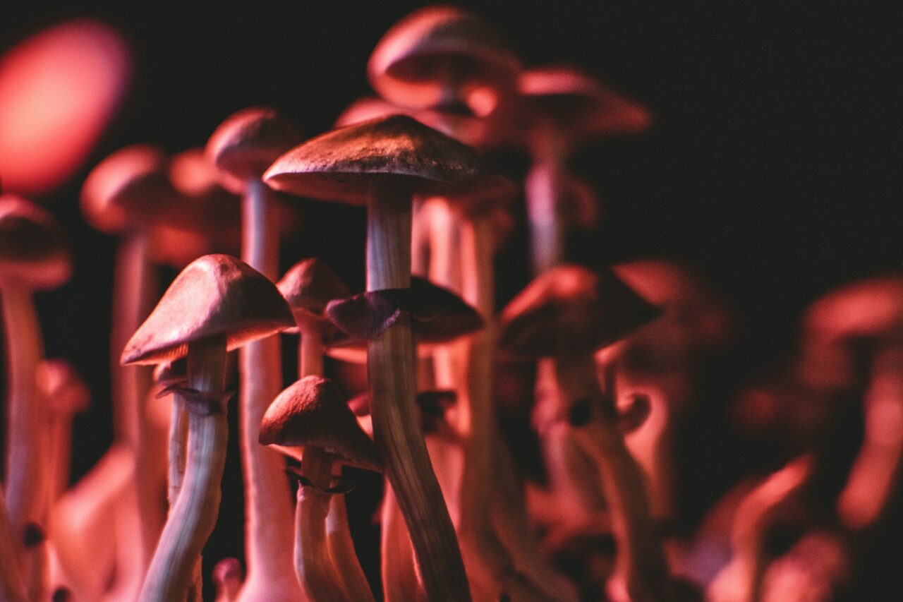 Navigating the Online Landscape to Obtain Psychedelics (While Steering Clear of Scams)
